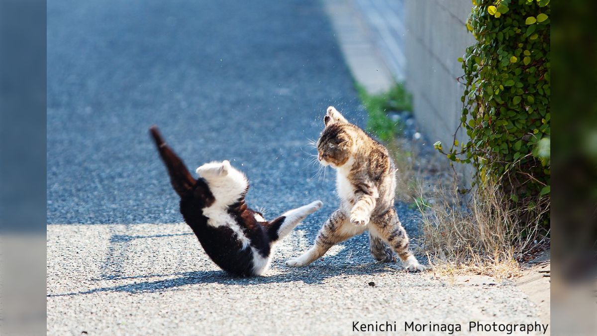 とある猫たちの写真、『じゃりン子チエ』の小鉄とアントニオJr.が対決 
