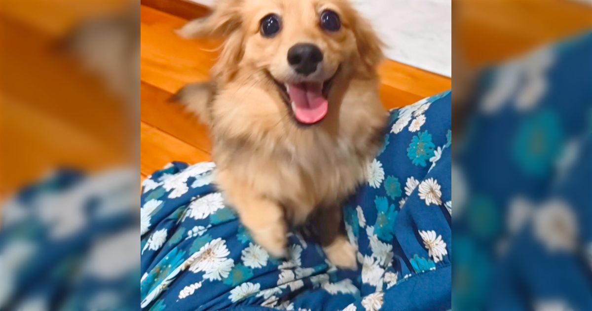 「犬は他者と仲良くする遺伝子が判明している」「仲良くするのに特別な理由はいらない」と聞き、光の生き物すぎるだろ！と思った