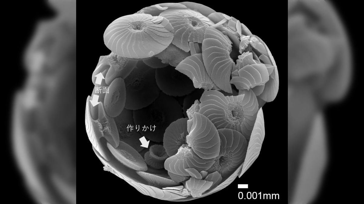 微化石 顕微鏡で見るプランクトン化石の世界 微化石 顕微鏡で見る