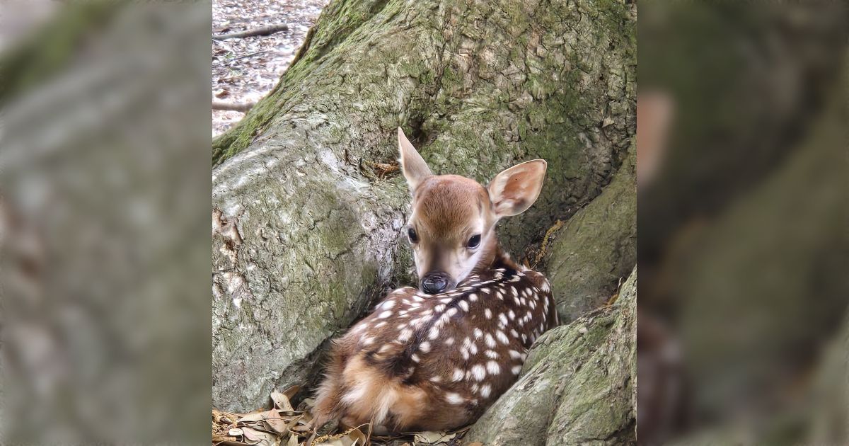 ニホンジカ ♀毛皮 23-14 【公式通販】