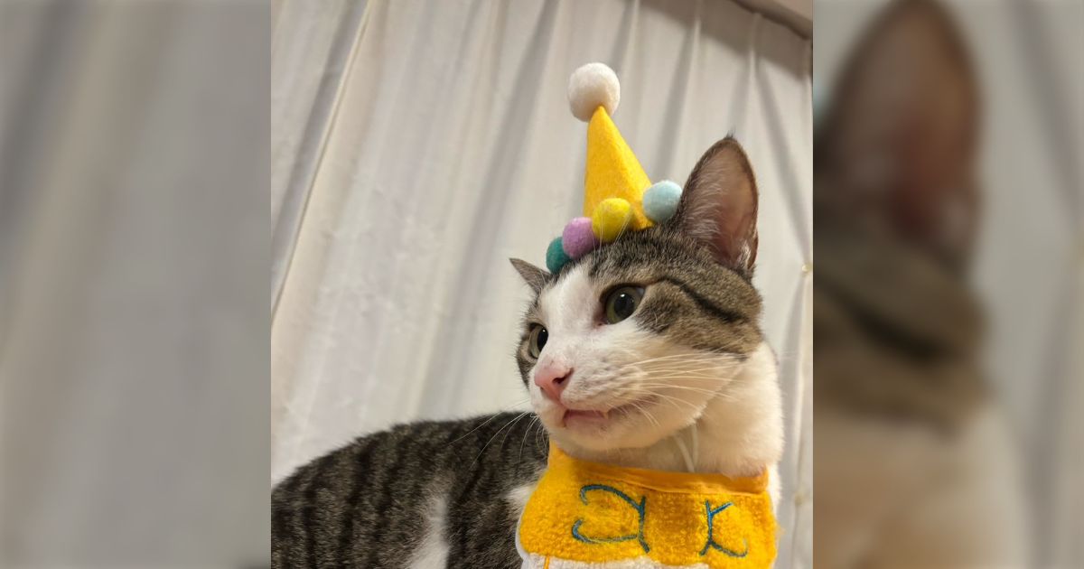 火災報知器の作業員さんに「猫チャンお誕生日なんですか？おめでとうございます！」と言われたけど、誕生日でもなんでもなく、8/25から毎日この格好してるだけです