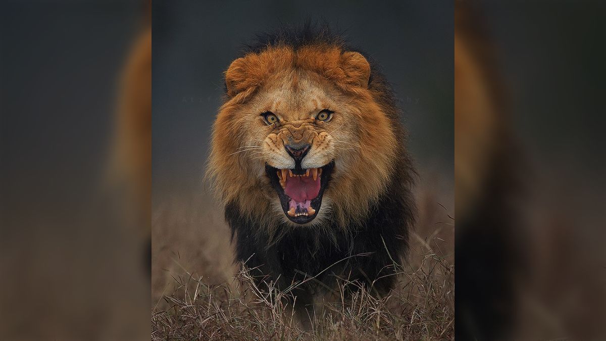 写真家が自らに飛びかかろうとする直前ライオンを撮影した写真の迫力が