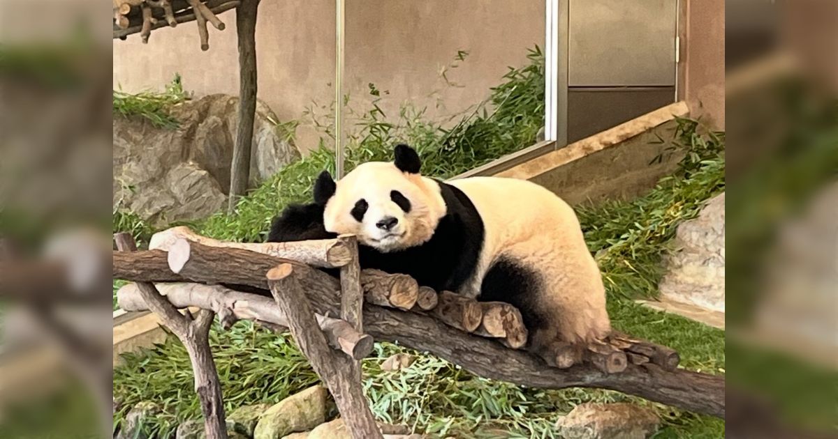 アドベンチャーワールド パンダ モバイルバッテリー 良浜 結浜