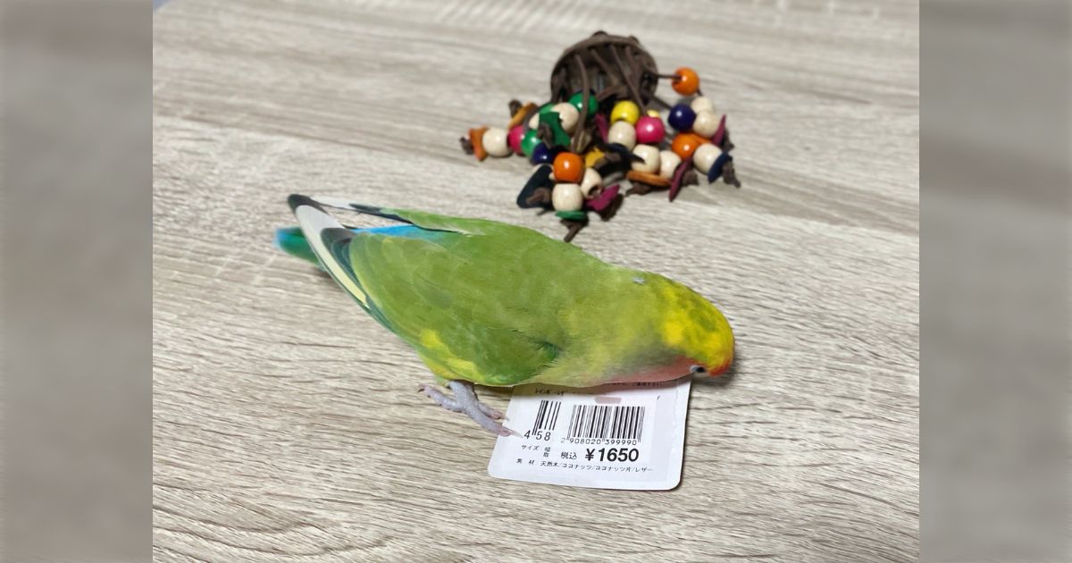 すてぱん様オーダーページ 猫 ウロコインコ