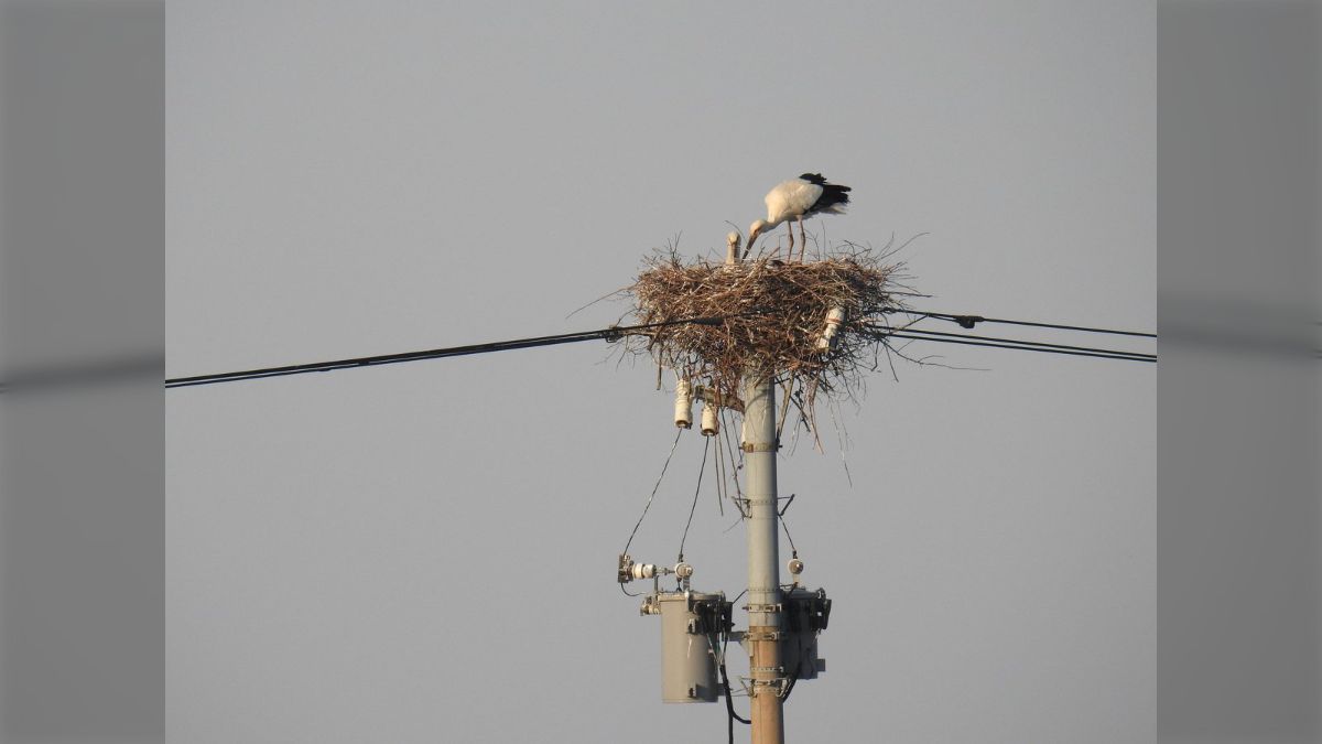 小鳥の巣の電気スタンド