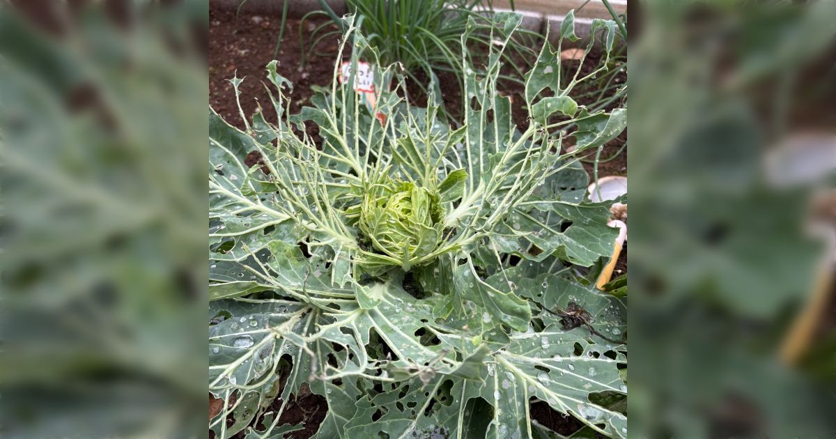 いいかい学生さん。キャベツをな、キャベツを庭に植えて無農薬で