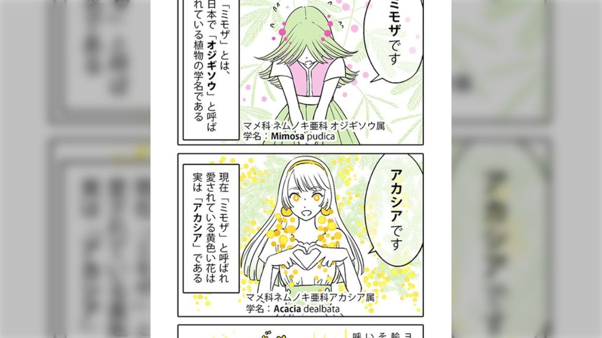 黄色くてかわいいお花「ミモザ」は実はアカシア！？お花好きが必ず通る「ミモザややこしい問題」が本当にややこしい - Togetter [トゥギャッター]