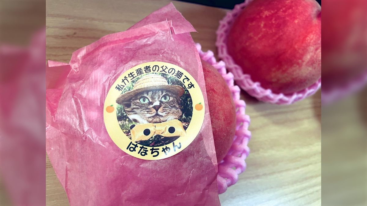 ピンクの猫さま　リクエストポケットモンスター　モンコレ　パラス　パラセクト ピンクの猫さま リクエストポケットモンスター モンコレ パラス