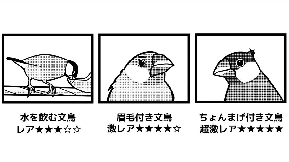 公式 レア 文鳥