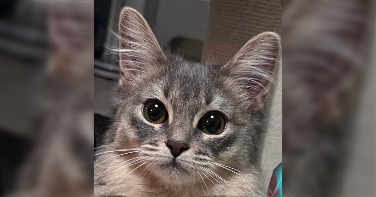 猫生初の茹でたレバーあげてみたらだいすきだったらしく、もっと欲しくて目キラッキラしてる→普段の表情と比べると一目瞭然でキラッキラしていて可愛い