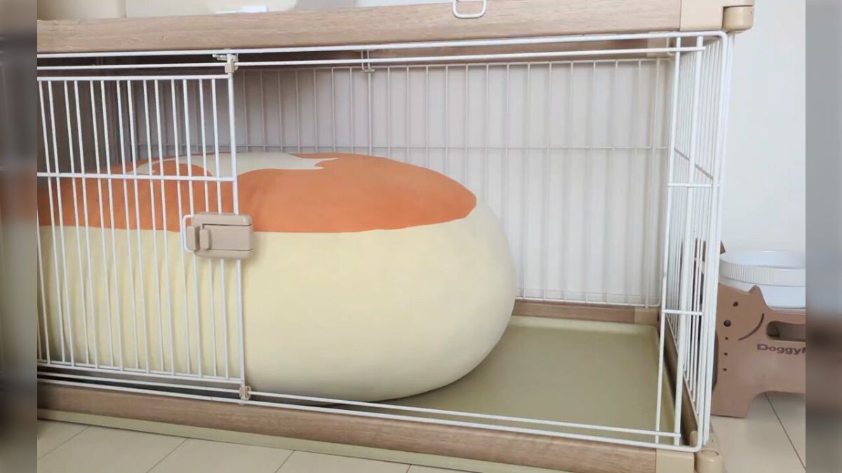 なかなかハウスしてくれないコーギーさん、チーズ蒸しケーキ型の