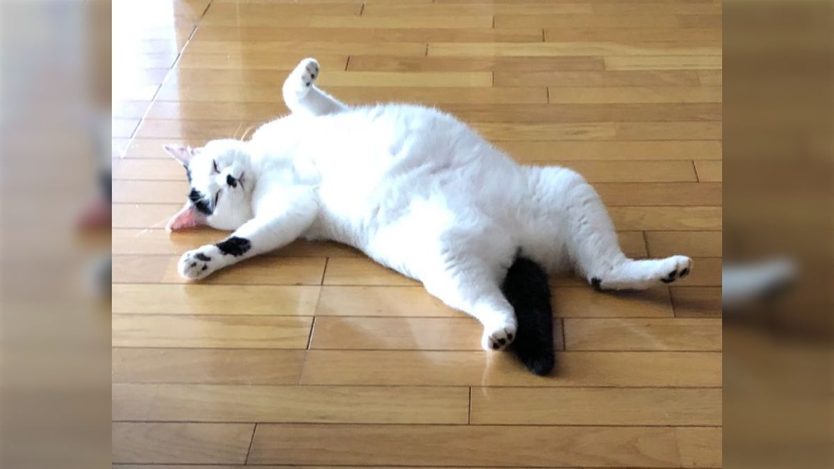 おキャット様と同棲すると『まあ家に帰ればもふもふできるしな