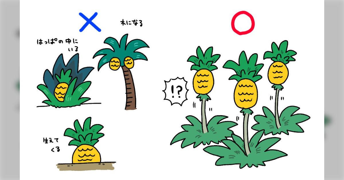 俺が2年かけて丁寧に育て上げたパイナップル（マンゴーパイン