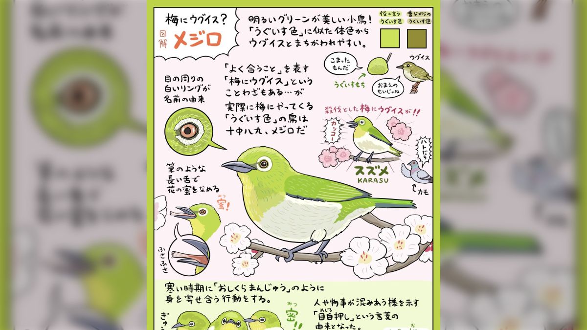 梅にウグイス」ということわざがあるが、実際に梅にやってくる緑色の鳥 
