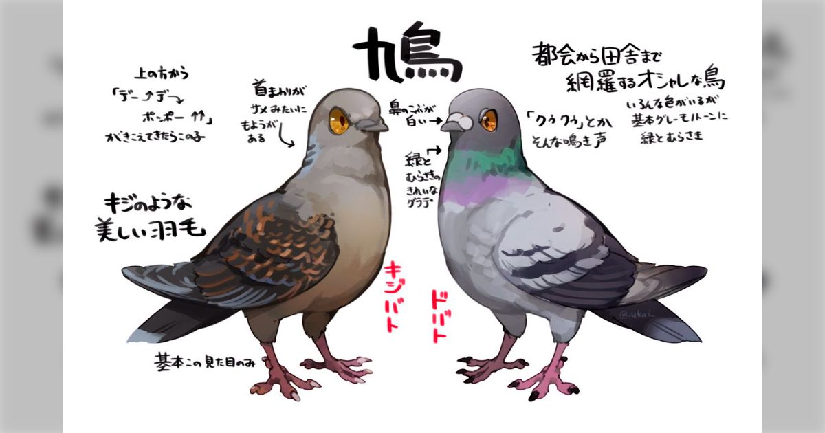 都会から田舎まで網羅するオシャレな鳥」「キジのような美しい羽毛 