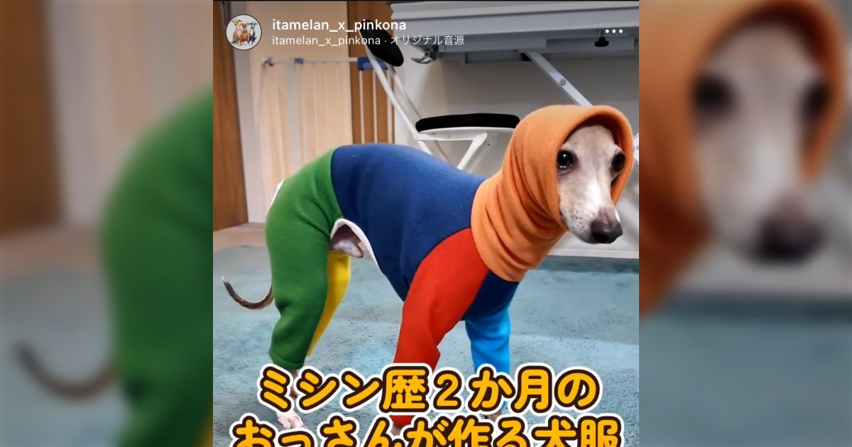 おっさんが手作りした服を着せられて硬直してる犬のインスタアカウントが最高→寒さが苦手な犬種のための愛情たっぷり仕様だった - Togetter  [トゥギャッター]