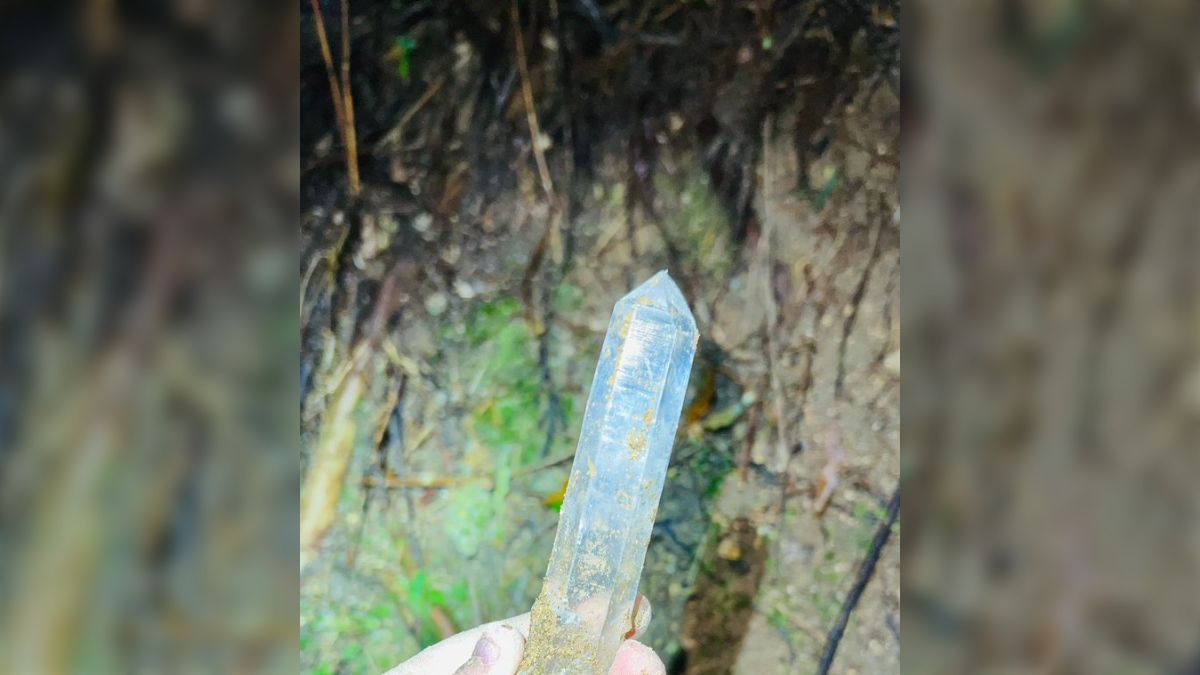 山でキノコでも観察しようと思ったらとんでもない代物を見つけてしまっ