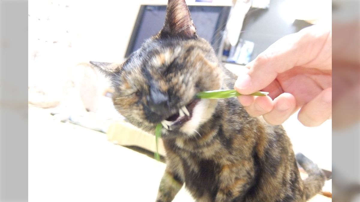 小さめ！猫目ルチルたん！かわいい！