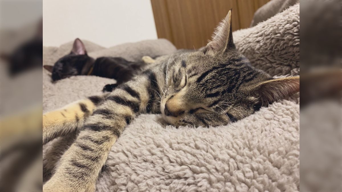 実家に電話して「猫に代わってもらえますか？」と頼むと断られ、再度 