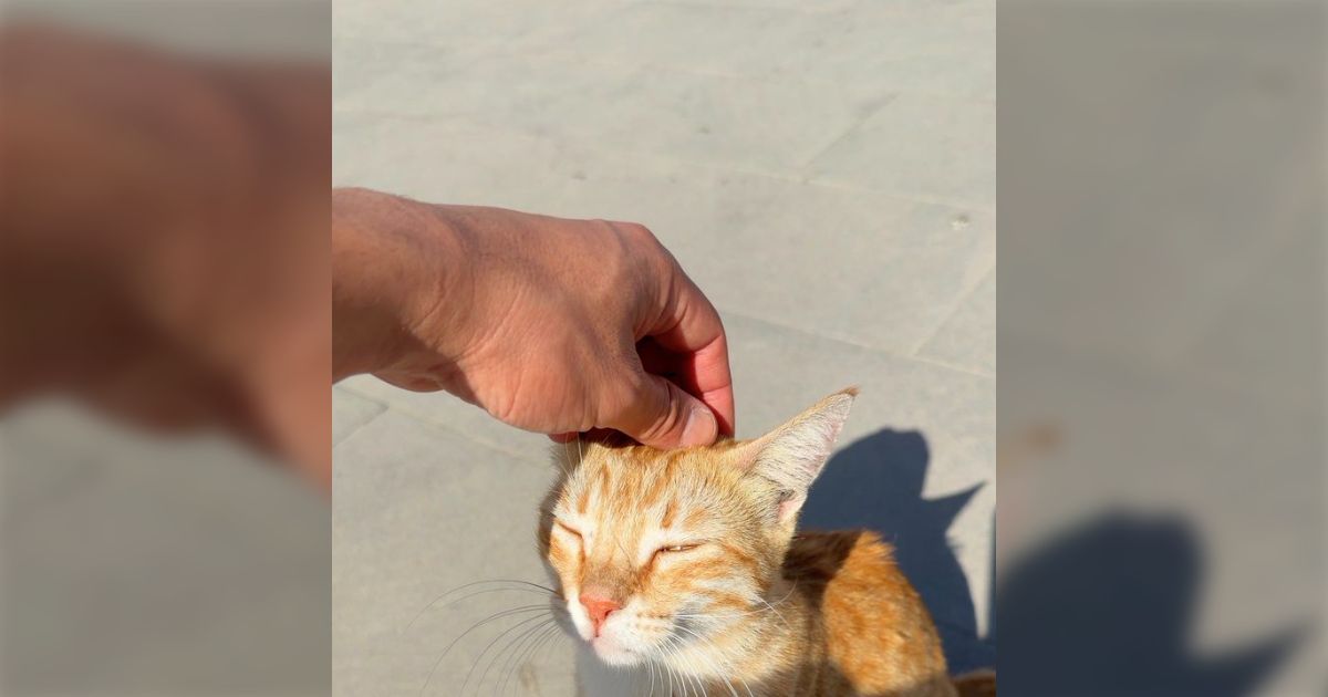 職業、出身地、人種、国籍、育った場所、趣味、宗教は抜きで自己紹介してください→すべてのラベルを取り除くと何も残らない?「踊るしかなくない?」「猫しか残らない」