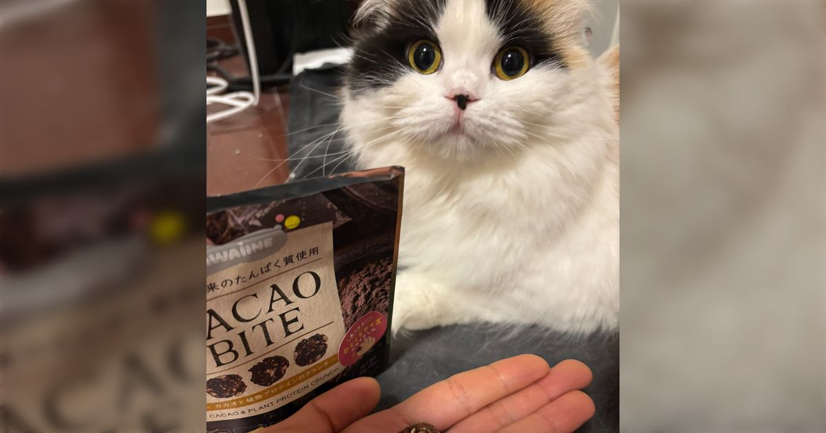 猫の前でこれ食べたらドン引きされてる…多分だけど、ウンコと勘違いしてる「目がマジ」「かりんとうも勘違いしてドン引きする」