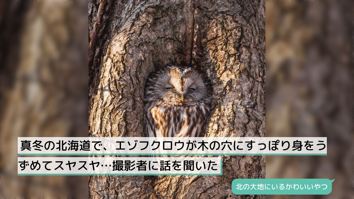 真冬の北海道で、エゾフクロウが木の穴にすっぽり身をうずめてスヤスヤ…撮影者に話を聞いた - Togetter [トゥギャッター]