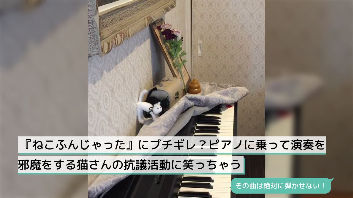 ねこふんじゃった』にブチギレ？ピアノに乗って演奏を邪魔をする猫さんの抗議活動に笑っちゃう - Togetter [トゥギャッター]