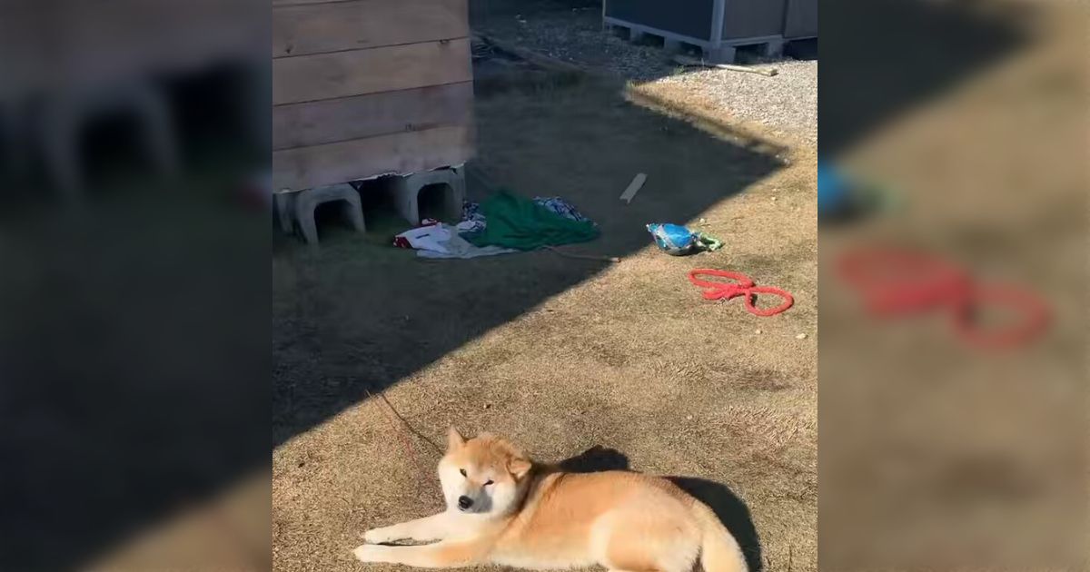 うちの犬は人間が近づくと歓迎の印に足をパカンと開く癖がある「服従だとよく言うけれど、今どきの犬は撫でてほしいだけなのかも？」