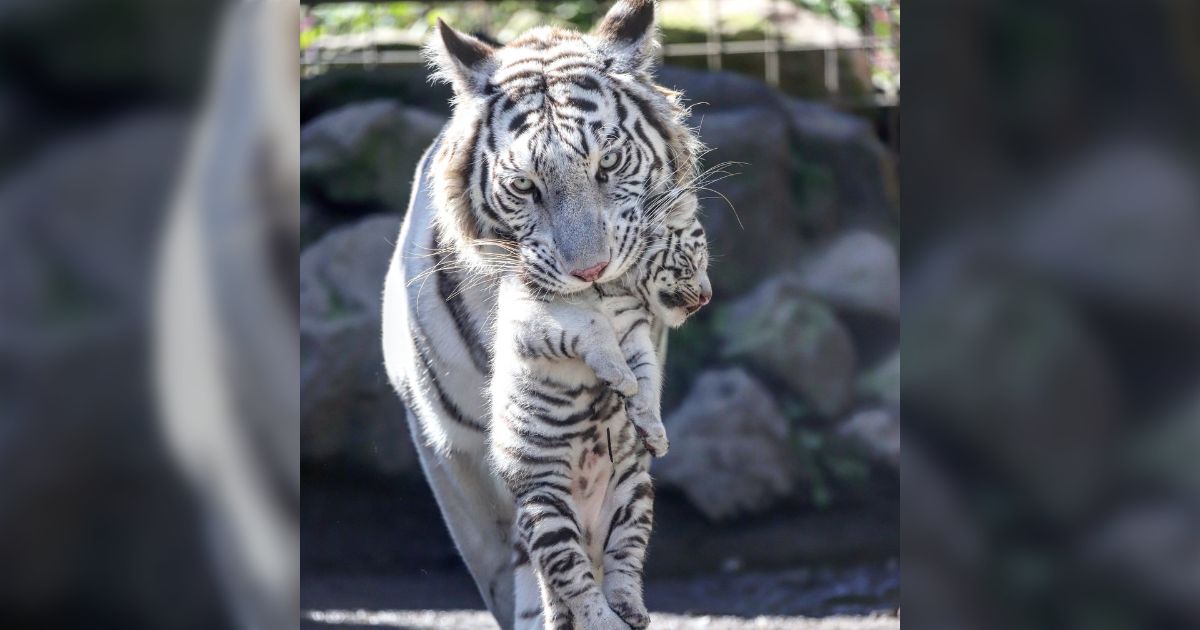 動画あり】『ホワイトタイガーの赤ちゃんに好き放題されるママ 