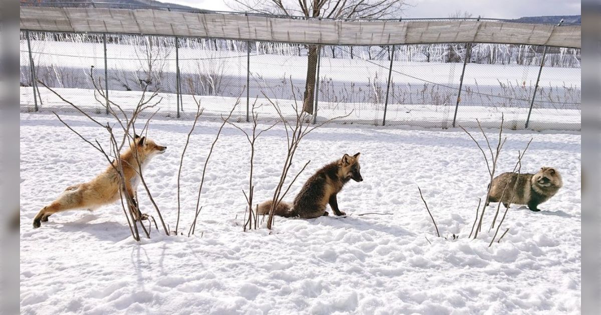 北海道、北きつね牧場にてキツネがタヌキにorタヌキがキツネに化ける一部始終が撮影される。 - Togetter [トゥギャッター]