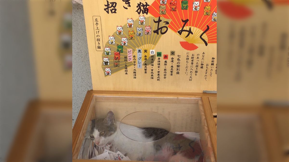 コブたぬキツねこ コブたぬキツねこ様専用 【公式通販】