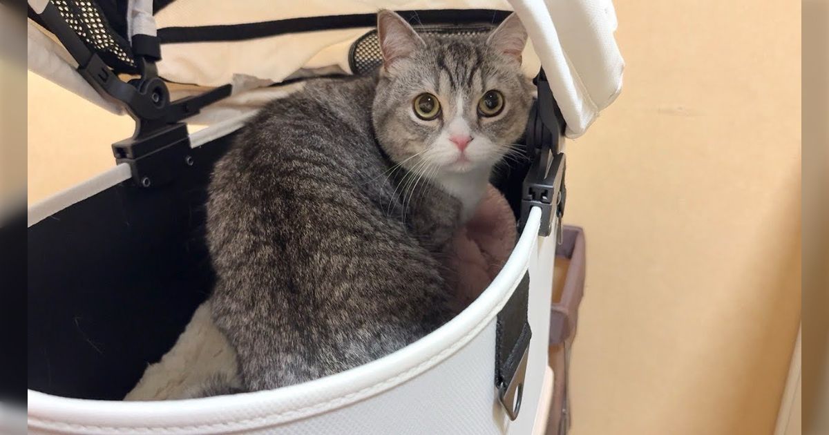 飼い猫の日常を扱うYouTube「もちまる日記」最近の度重なる体調 飼い猫の日常を扱うYouTube「もちまる日記」最近の度重なる体調