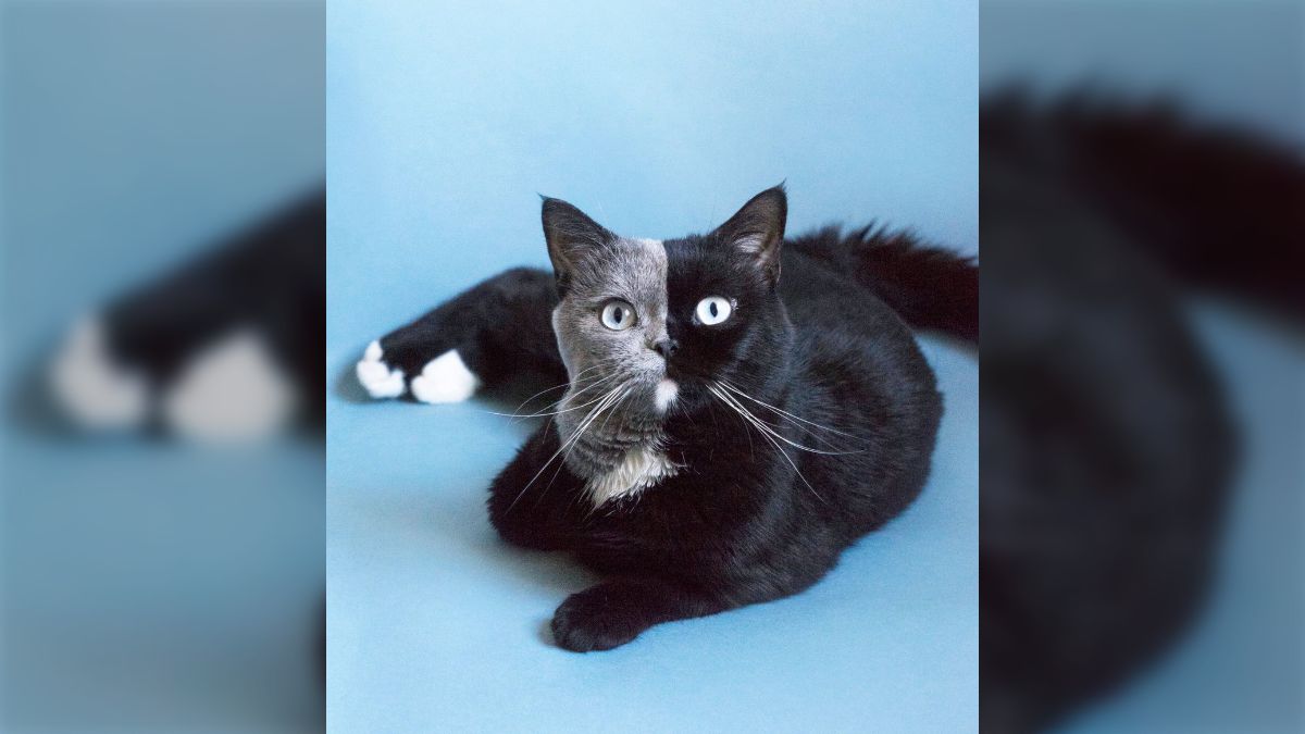 フランスのかっこいい模様の猫さんの画像にびっくり！不思議な魅力が 