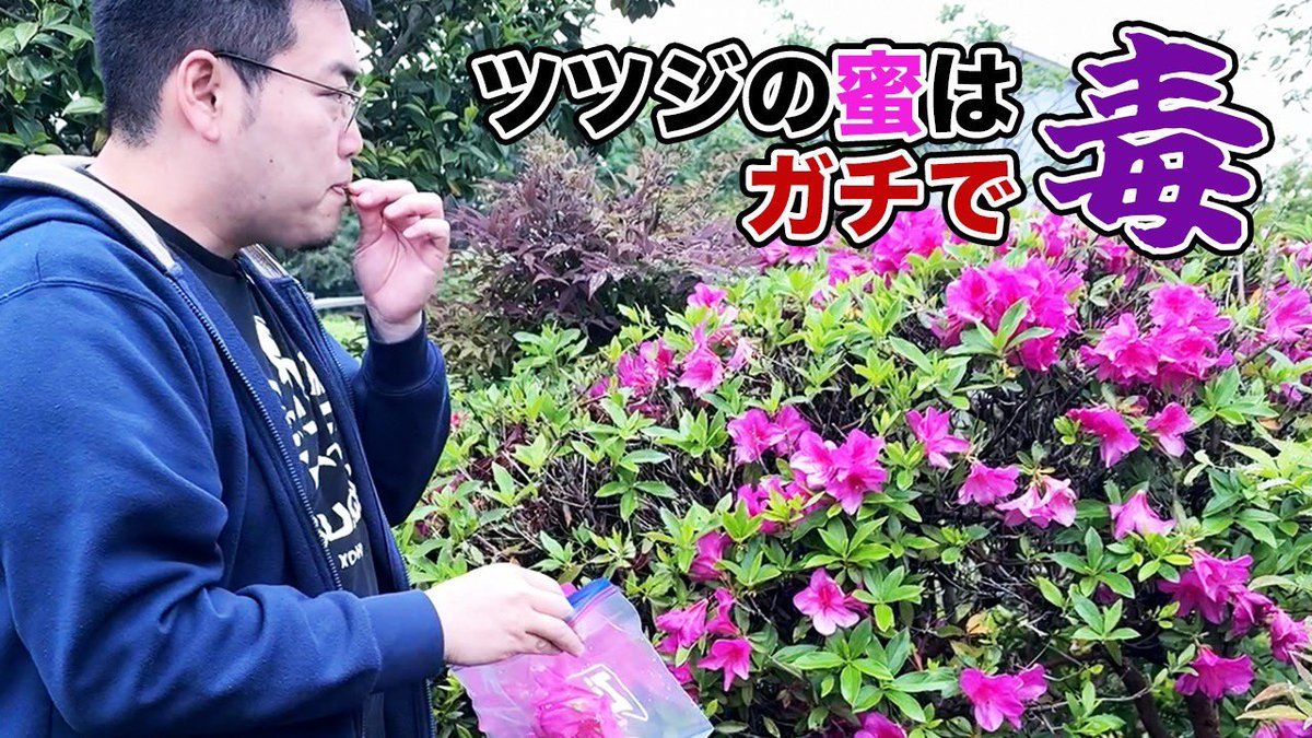 ツツジ 蜜 炎上