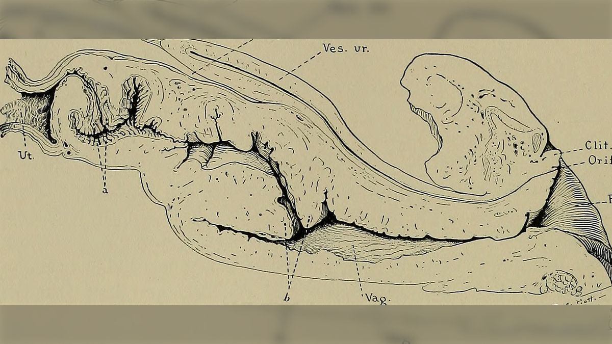 マンコ構造　二次 雌イルカの膣は人間以上に名器→再現したオナホ作ればいいんじゃね？→既にありました - Togetter [トゥギャッター]