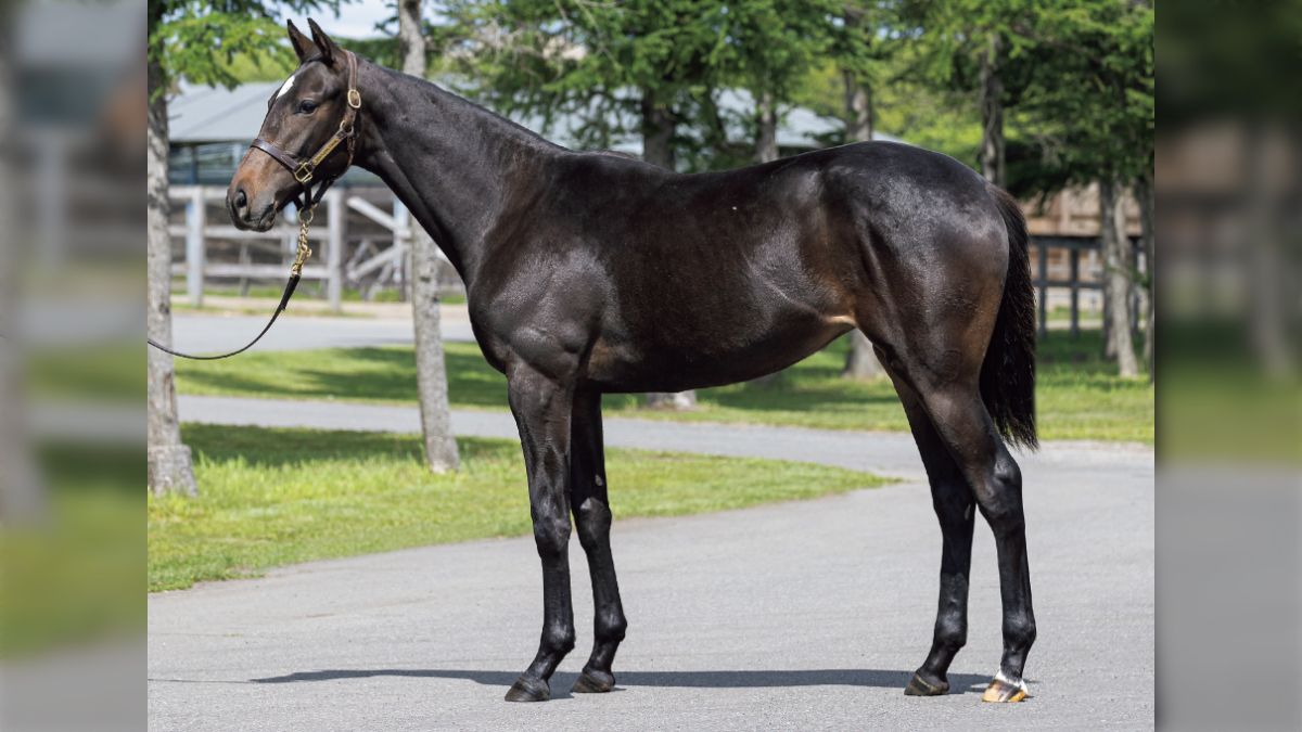 新品 英国 ハルシオンデイズ ブライドル 馬 ブラック シルク