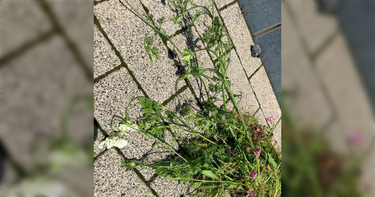 庭に植えていた花を義祖母に勝手に引っこ抜かれ、さらに新しい植物を植えられてしまった人に同情の声→親族に庭を勝手にいじられるケースはかなりある