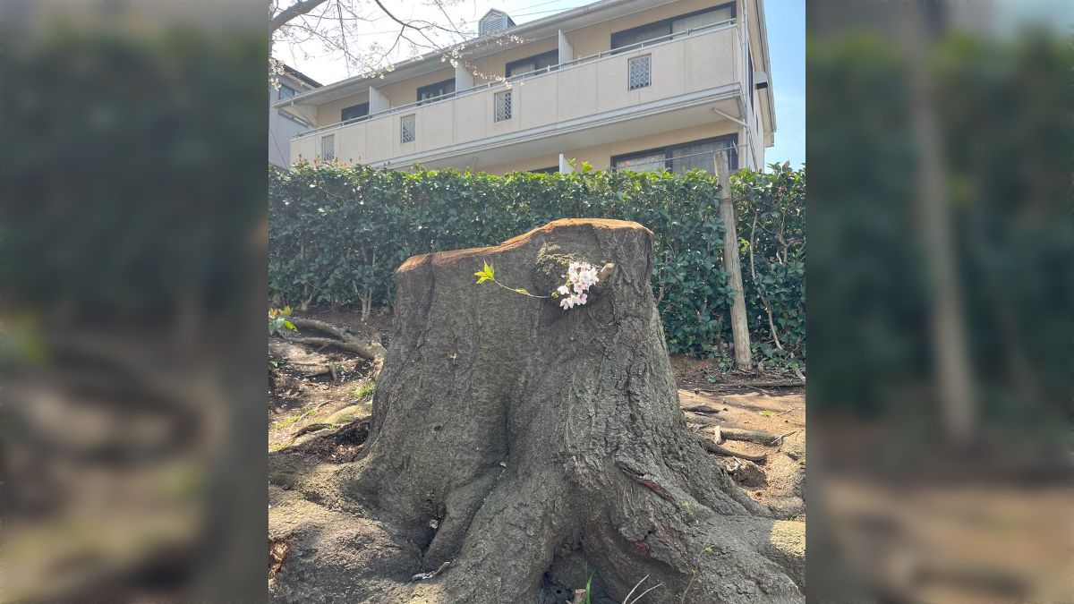 桜の切り株から花が咲いているのではなく幹から花が咲くのは桜の寿命で 