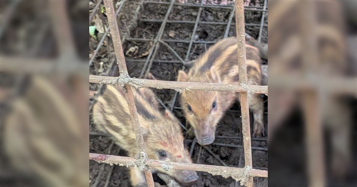 ウリ坊が罠にかかっていたが可愛いけど処分するしかないね「普通に害獣になるからなぁ」「これも食えるのかな？」