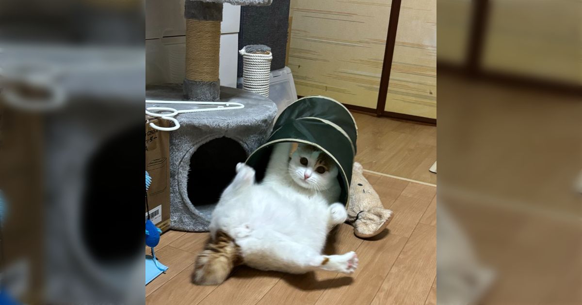 猫との暮らしで初めて言ったセリフ「トンネルで暴れないよ！」遊んでる途中でチラッとこっちを見てきてかわいい