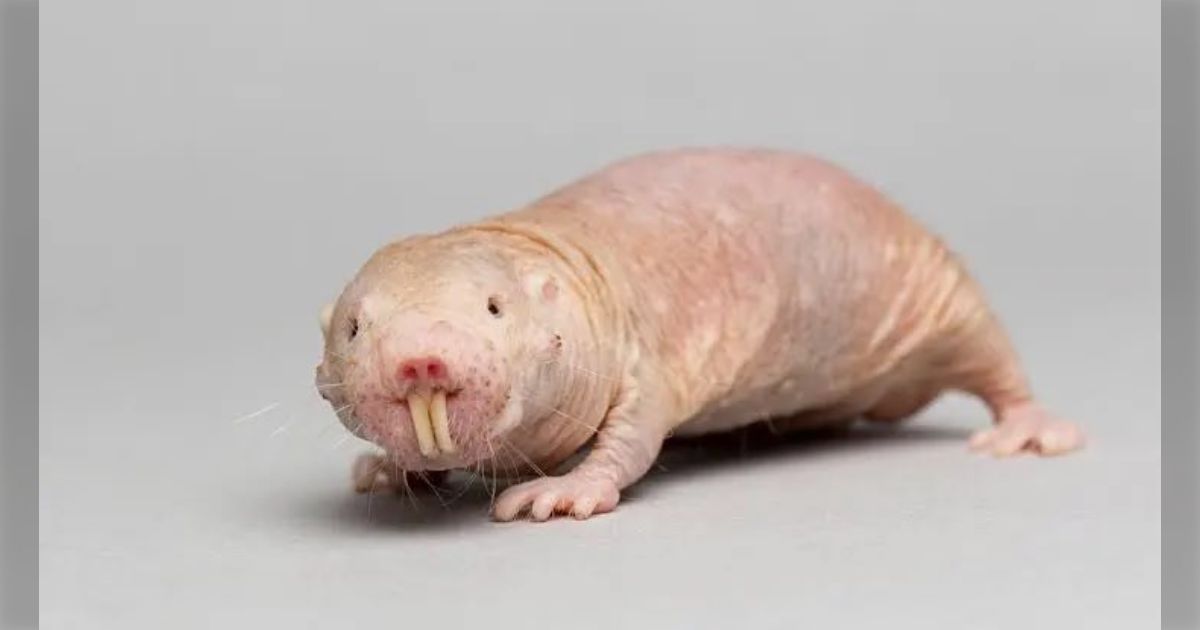 ハダカデバネズミはうんちを舐めて子供を産まないようにしている…と思われていたが最新の研究では逆でシンプル暴力でなんとかしていた