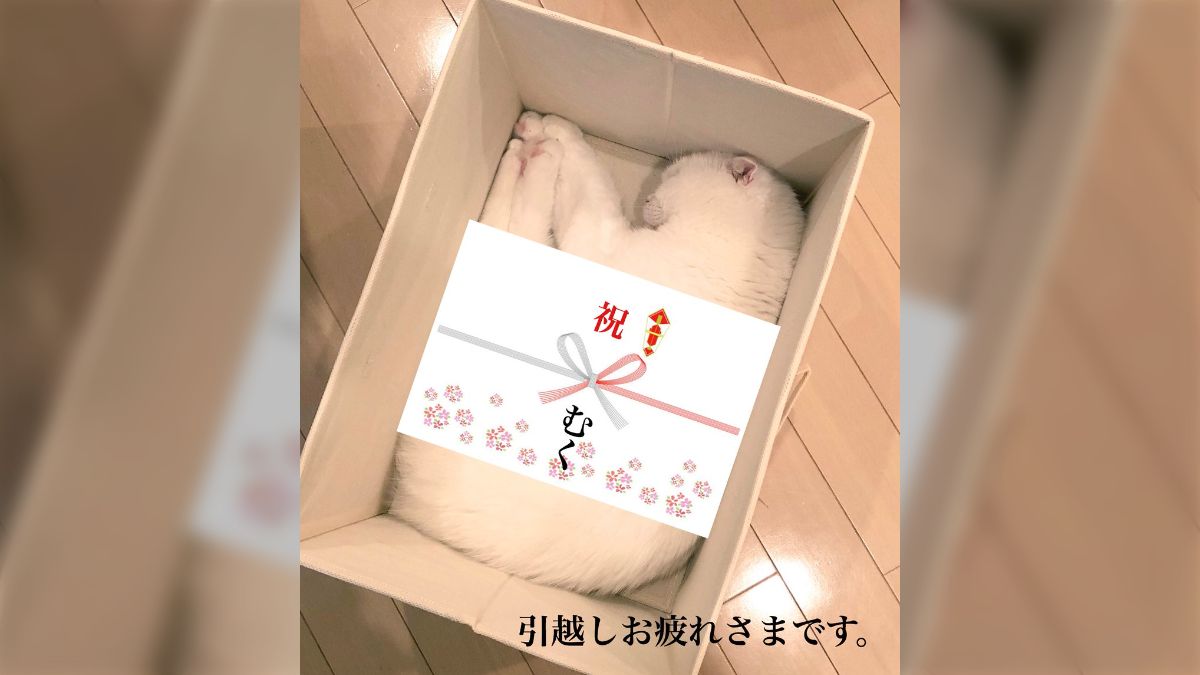 猫 愛の箱を覗く ※額装済み 良い子のみなさんに猫の香箱座りの裏側をお見せしましょう