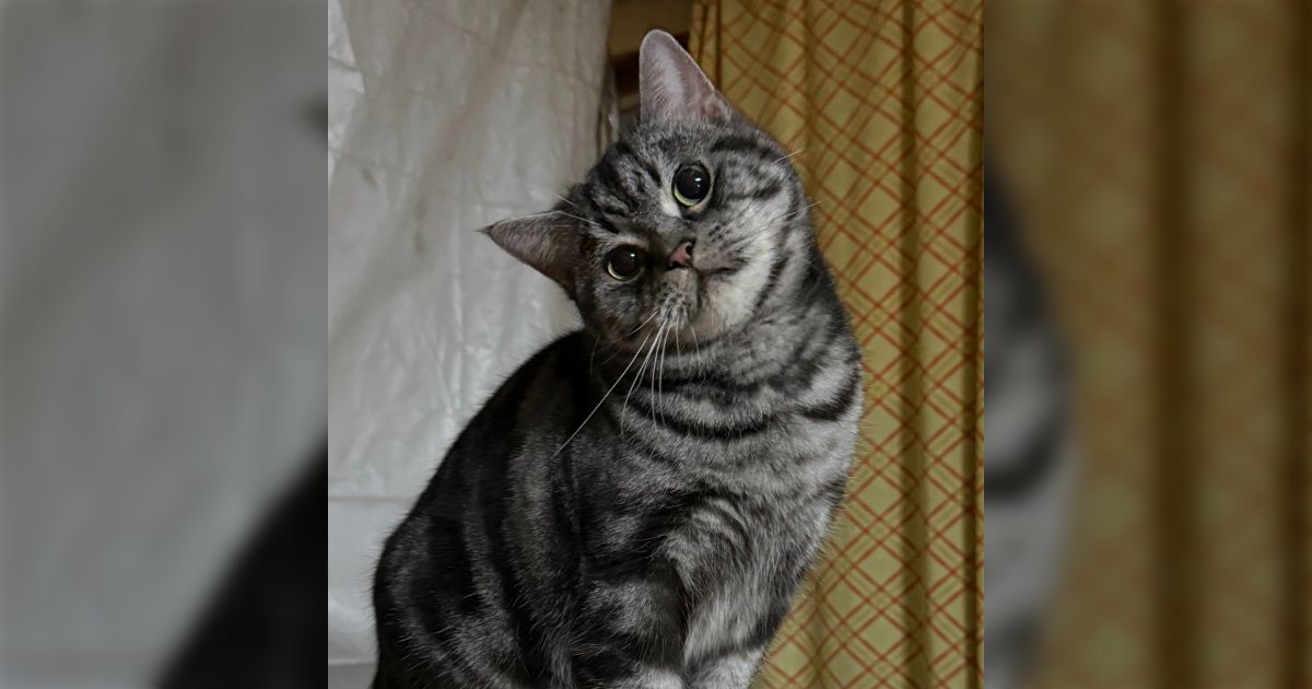 「猫が首を傾げる仕草は角度界でも頂点に近い」猫のあざとい角度や本気で不思議な時の角度を集めてみた