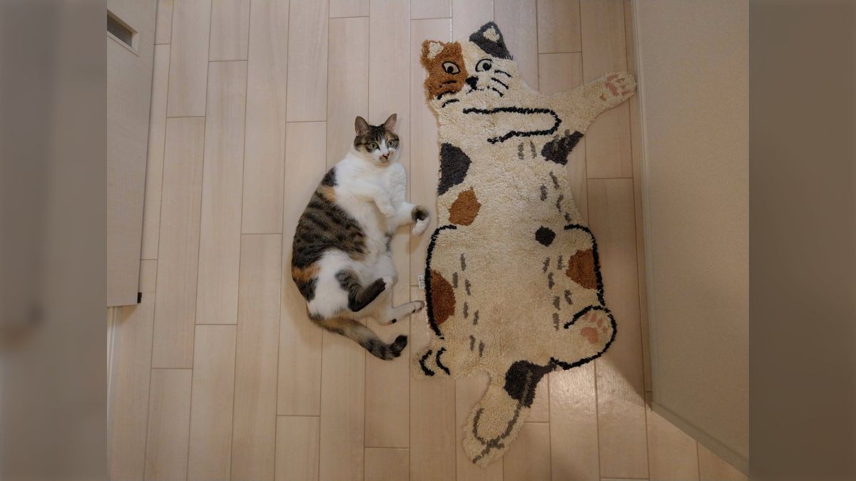 おばさんの 崩れた体GIF投稿 うちの猫とよく似たラグを手に入れた』ごろんと寝転ぶ猫さんと敷物がそっくりで踏めそうにないがかわいい - Togetter [トゥギャッター]