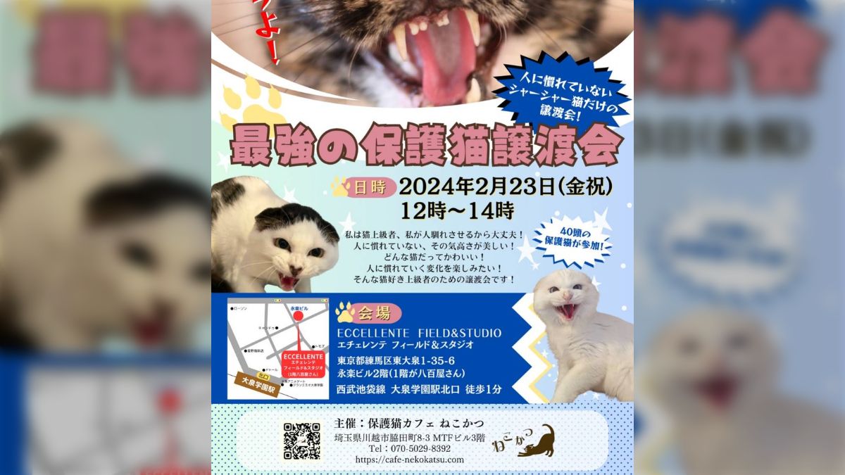 集え！強者たちよ」甘えん坊、抱っこ好きな猫は一匹もいない、シャーッ！する子だけの「最強の保護猫譲渡会」が斬新 - Togetter [トゥギャッター]