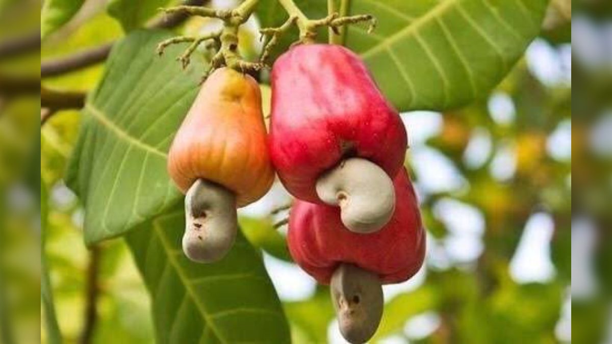 カシューナッツ Anacardium occidentale 種子 30粒