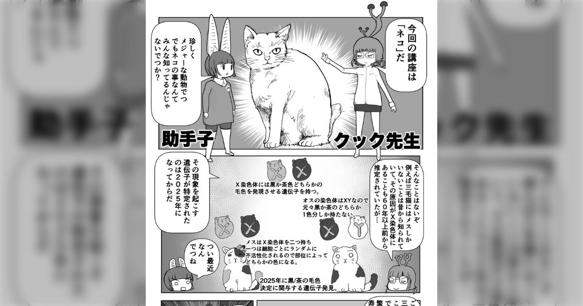 環境省と農水省の外来生物リストにイエネコが追加される予定であることが発表→かわいいけど、実は生態系を壊す生き物でもあった「アマミノクロウサギ狩ってるのか」