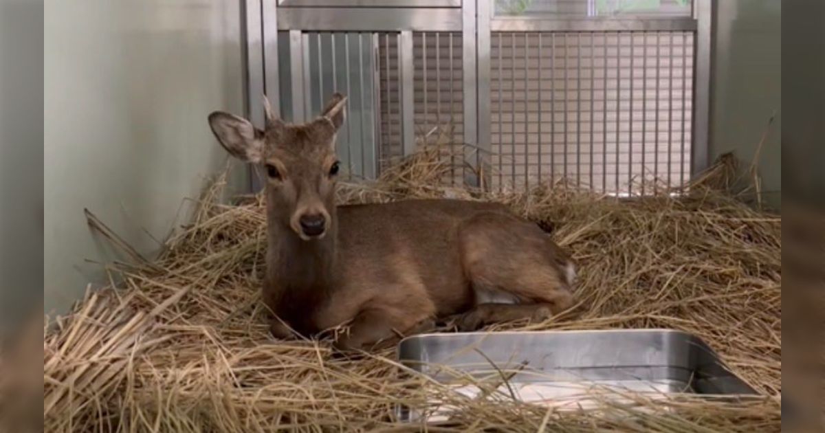 大阪市内に来た鹿さんに、「ネーミングセンスに定評ある」市長が名前つけるも「ツッコミ待ちですよね？」→「ナウ鹿」「はぐれ鹿純情派」大喜利スタート