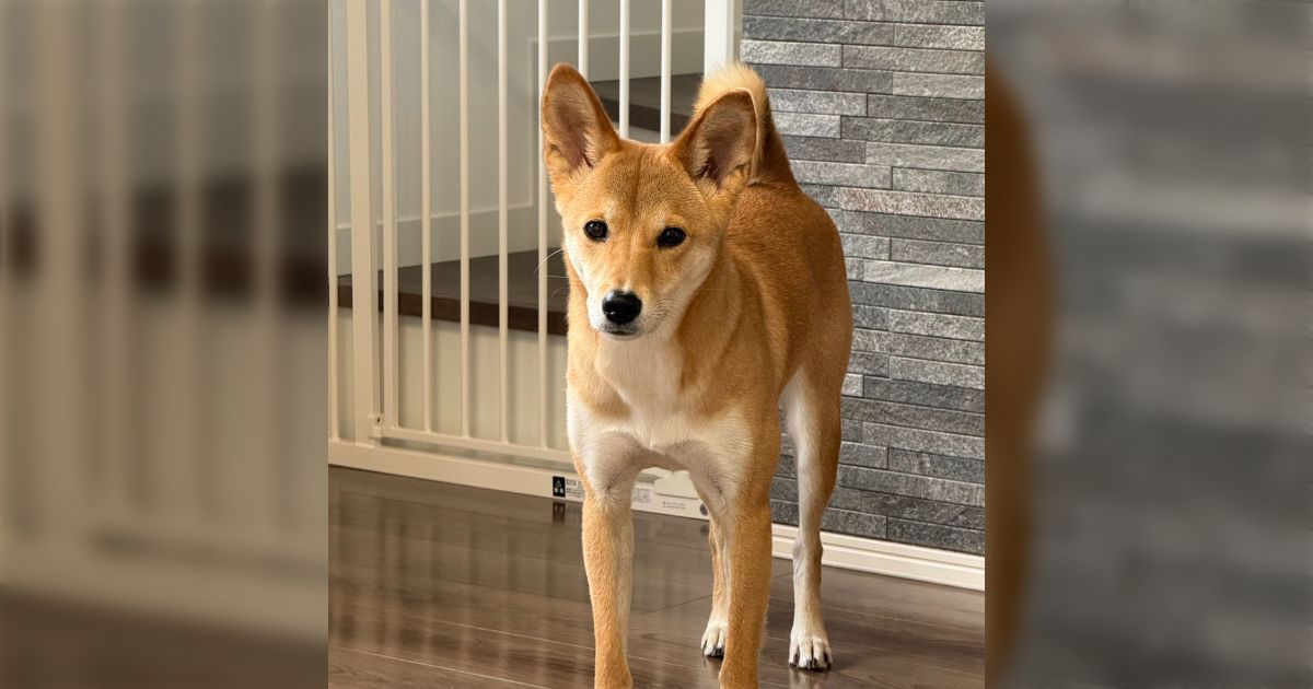 「柴犬？とよく聞かれますが血統書付きの純柴犬です」柴犬はシュッとした子と丸顔の子がいるが、実は血統書を発行する保存会によって理想の姿が違うためだった