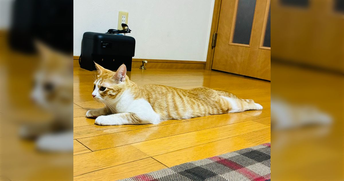 猫が割と高確率でこうなってるんだけど猫ってこんな座り方するものなの？という質問に回答続々